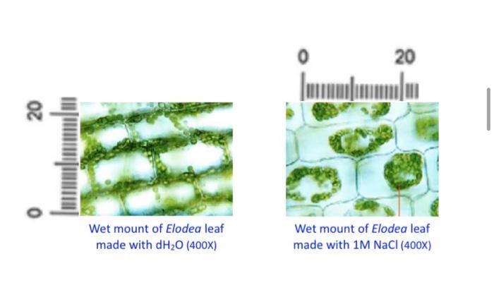 elodea leaf cell 40x