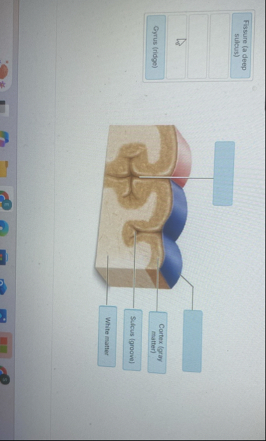 Solved Fissure (a deep sulcus)Gyrus (ridge)Cortex (gray | Chegg.com