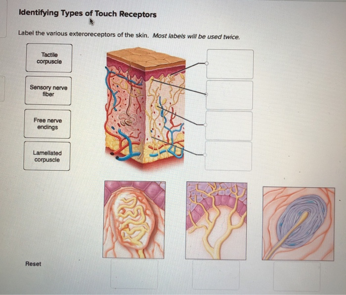 solved-identifying-types-of-touch-receptors-label-the-chegg