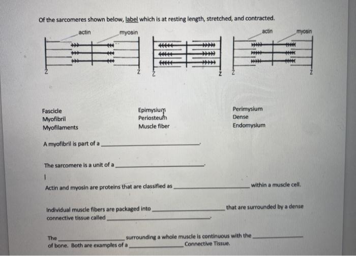 Solved Of the sarcomeres shown below, label which is at | Chegg.com