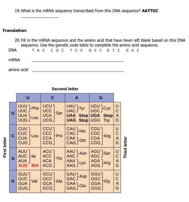 dna replication assignment answers