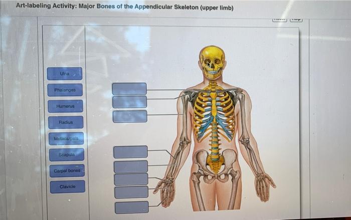 Solved Art-Labeling Activity: Bones of the pectoral girdle