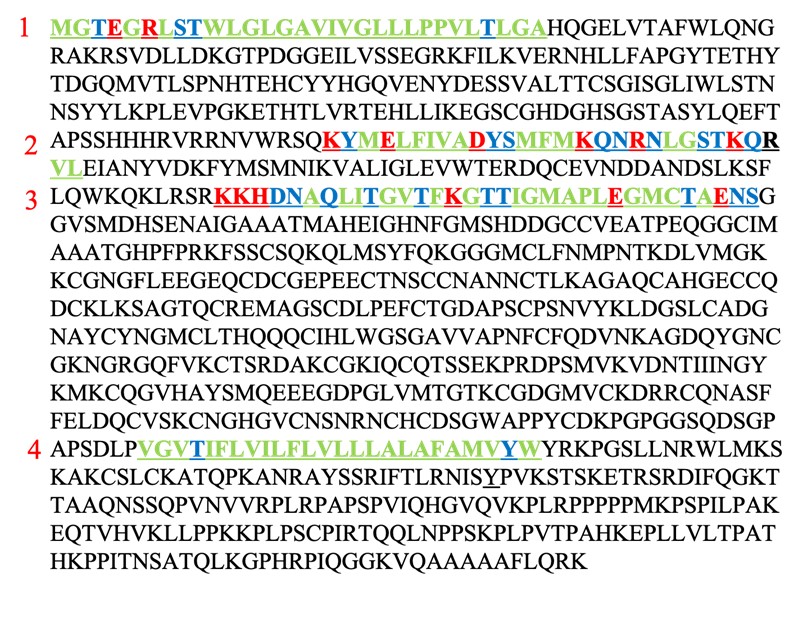 Solved You are given the primary amino acid sequence of an | Chegg.com
