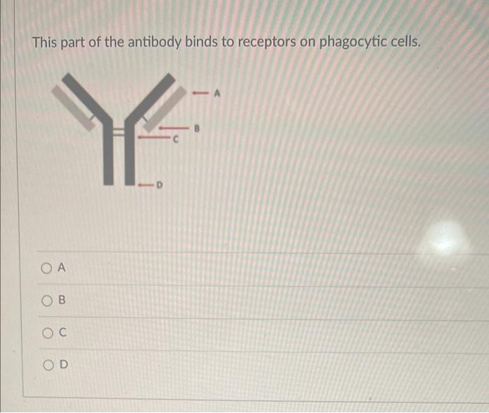 Solved This part of the antibody binds to receptors on | Chegg.com