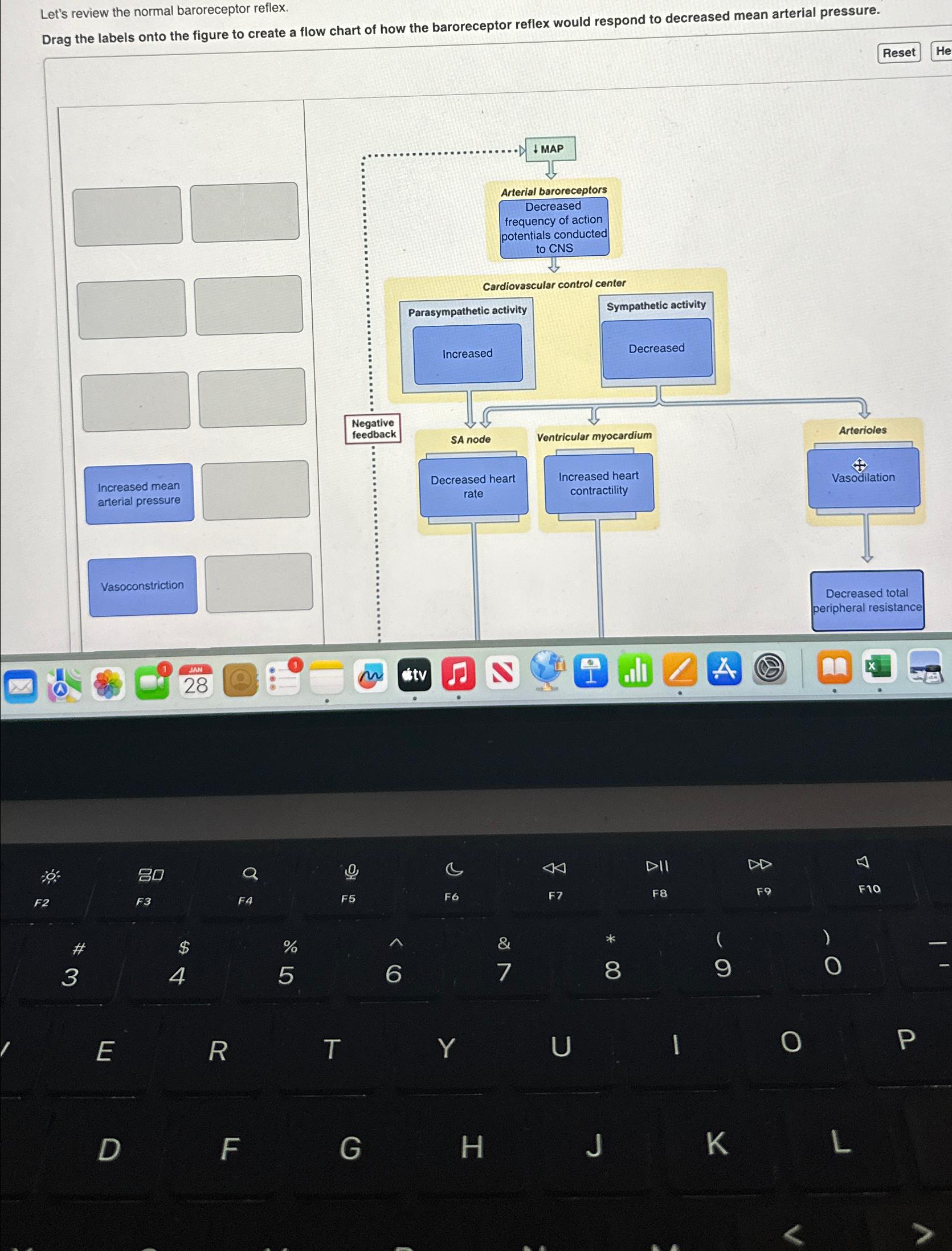 Solved Let's review the normal baroreceptor reflex.Drag the | Chegg.com