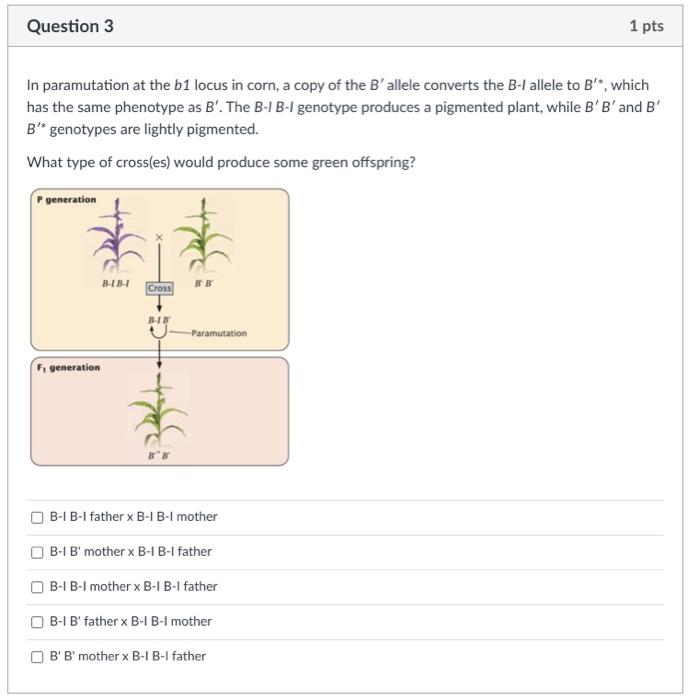 Solved Question 3 1 Pts In Paramutation At The B1 Locus In | Chegg.com