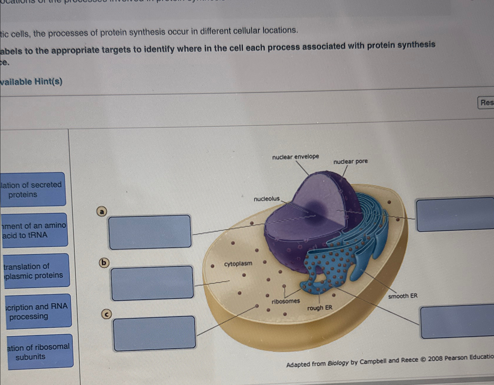 Solved tic cells, the processes of protein synthesis occur | Chegg.com