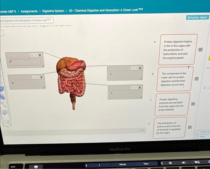 Solved uman A&PI > Assignments > Digestive System > 3D - | Chegg.com