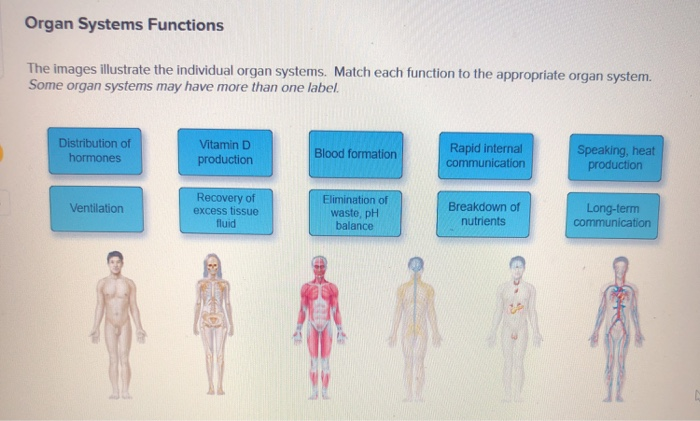 organ systems and their functions