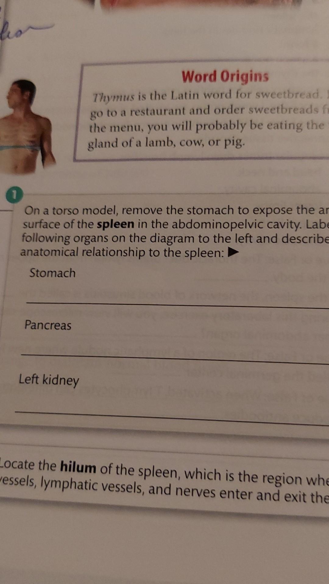 Solved Word Origins Thymus is the Latin word for sweetbread