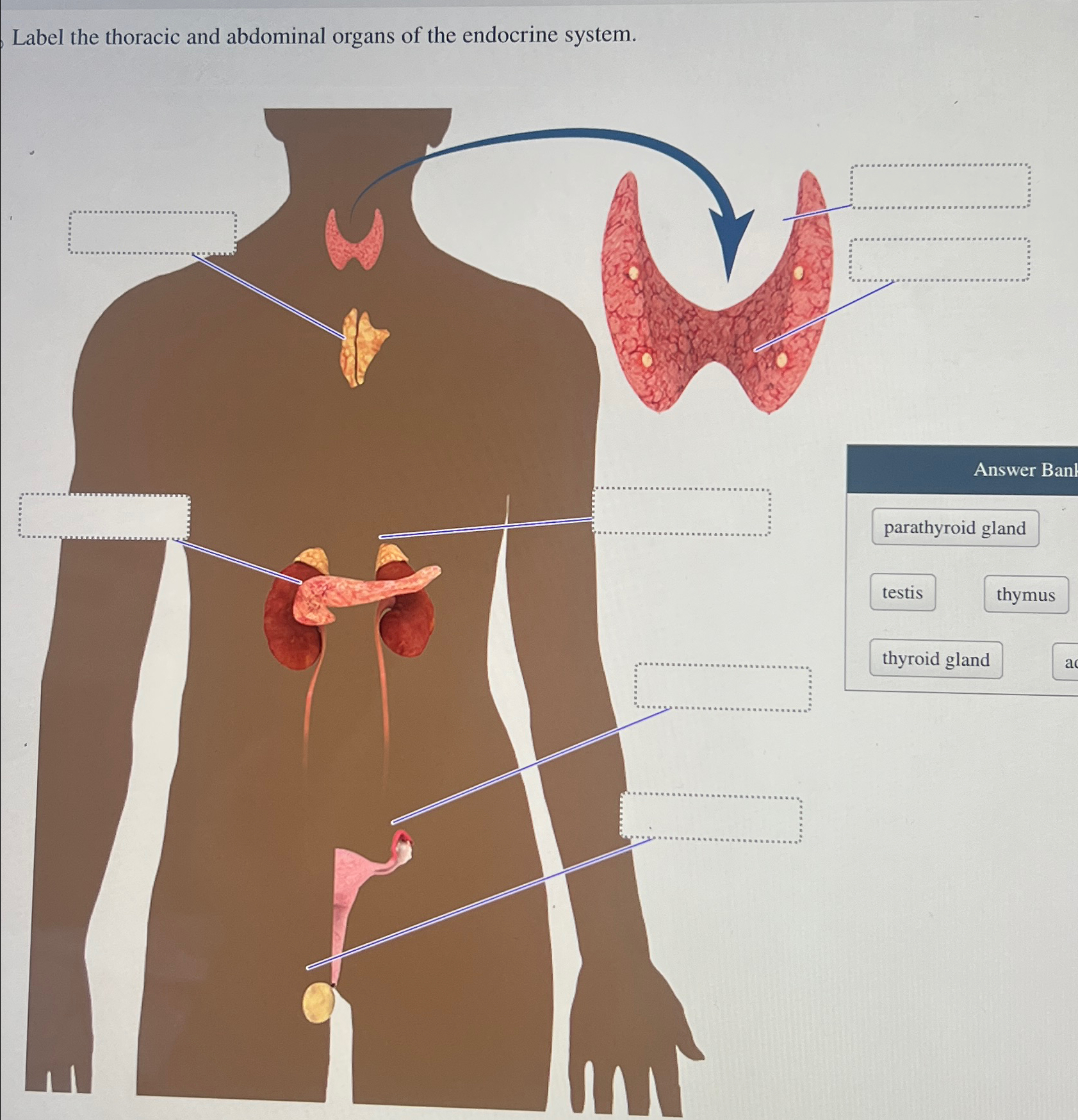 Solved Label the thoracic and abdominal organs of the | Chegg.com