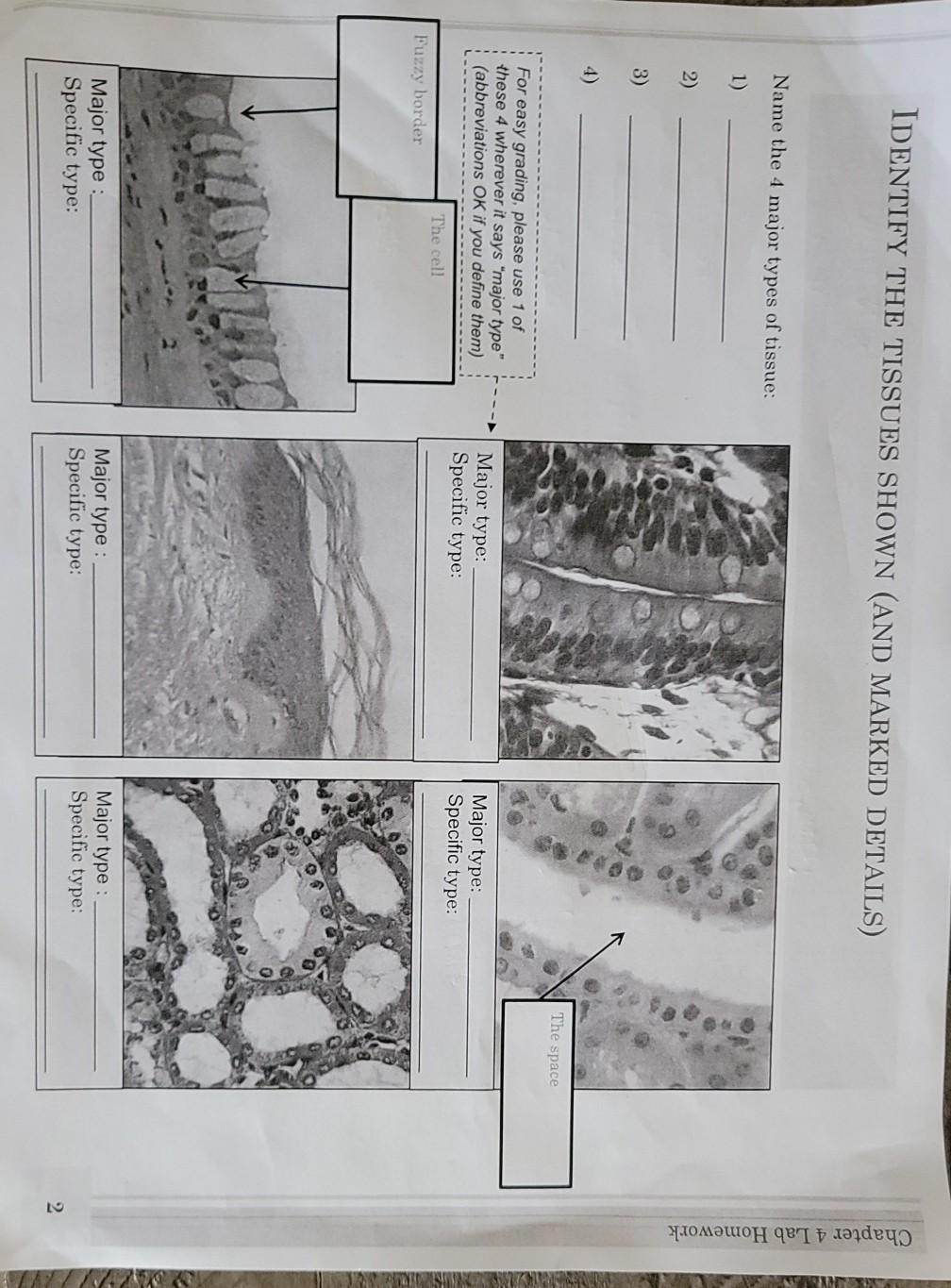 Solved IDENTIFY THE TISSUES SHOWN (AND MARKED DETAILS) Name | Chegg.com