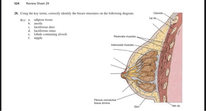 Identify the labelled parts in the given cross section of female breast.