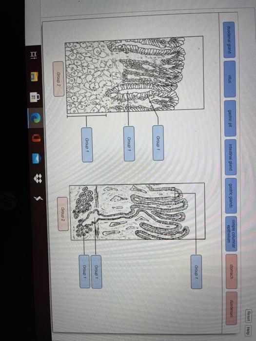 Resel Help gastric pit duodenal gland Intestinal