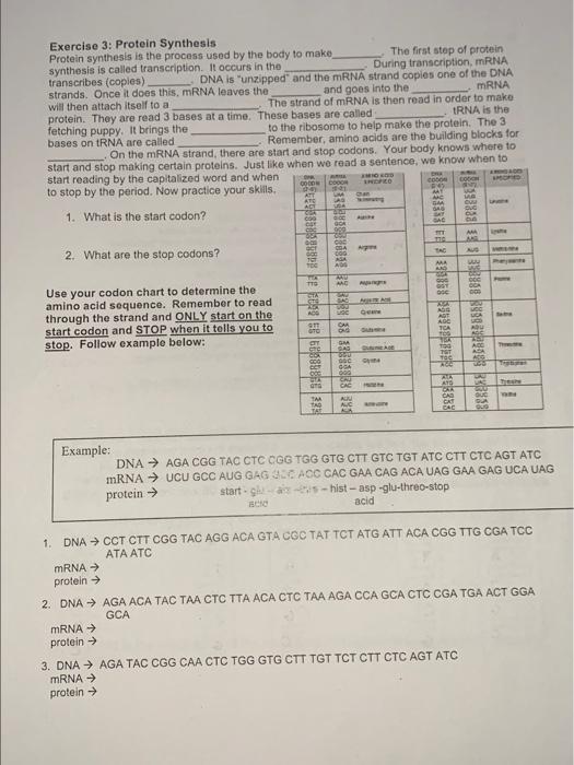 Exercise 3: Protein Synthesis
Protein synthesis is the process used by the body to make
The first step of protein synthesis i