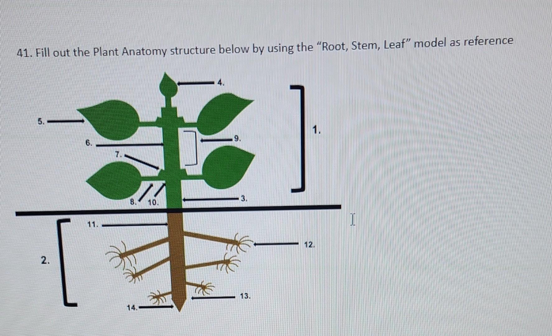 41. Fill out the Plant Anatomy structure below by using the Root, Stem, Leaf model as reference