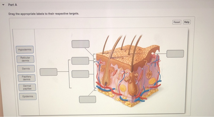 Solved Which of these structures is properly matched with | Chegg.com