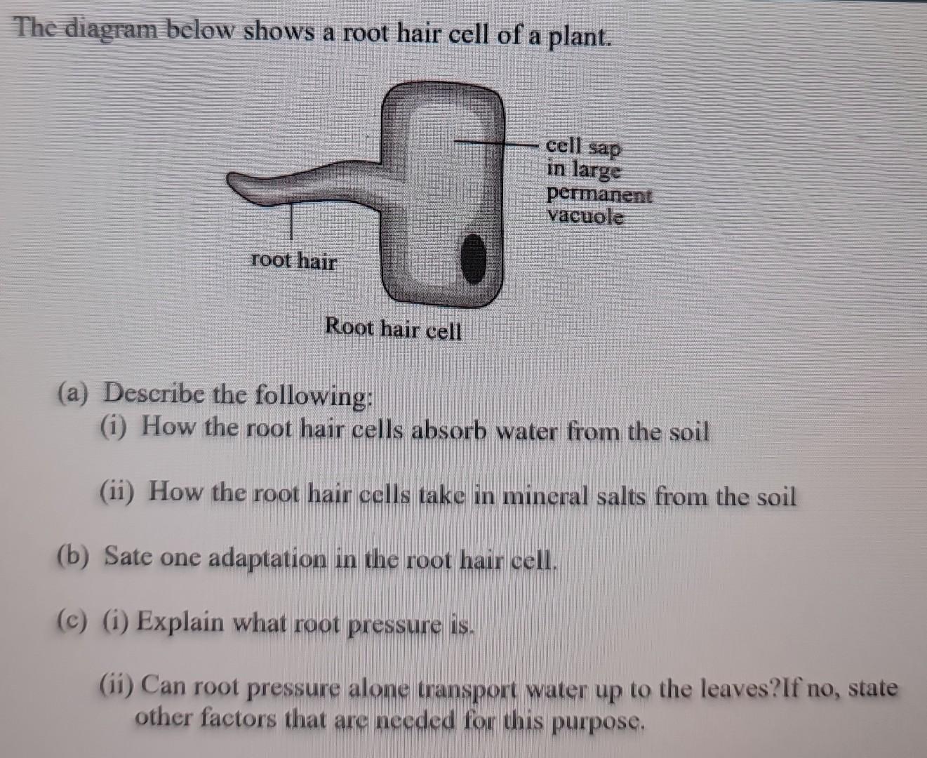 What would happen if cell sap of root hair cells contain high conc