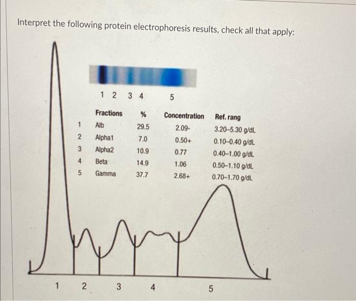 Solved Interpret the following protein electrophoresis