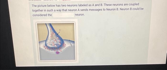Solved The picture below has two neurons labeled as A and B. | Chegg.com