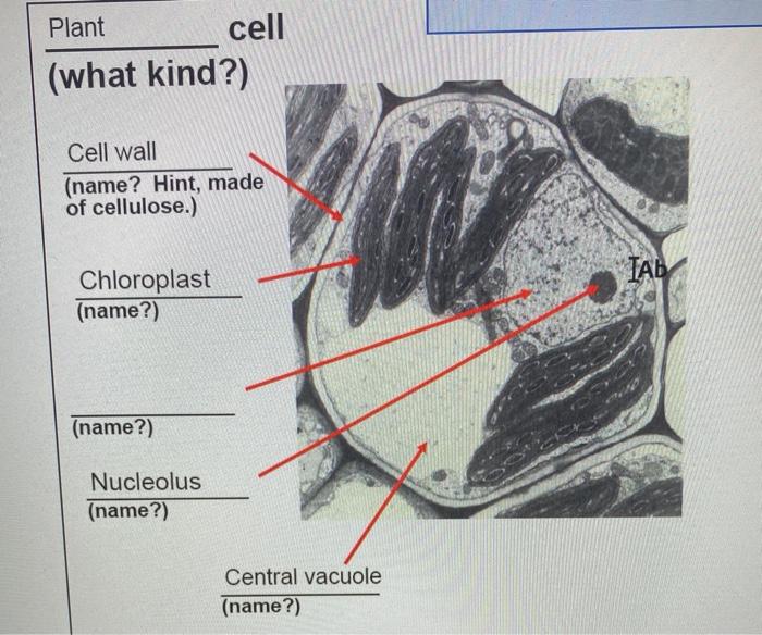 Animal Cell What Kind Mitochondira Name Tab Chegg Com