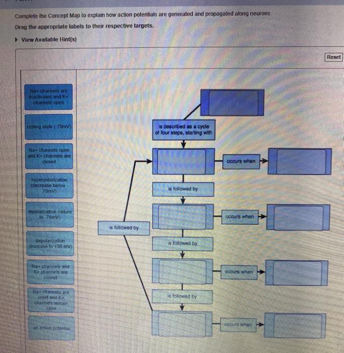 Concept Map Events In An Action Potential Quizlet Complete Ihe Concept Map To Explain How Action | Chegg.com