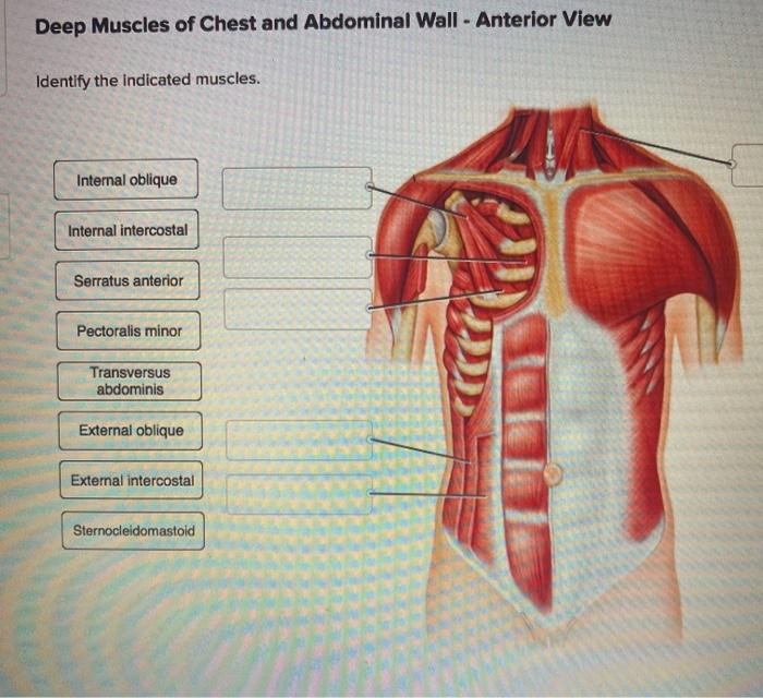 Solved Deep Muscles Of Chest And Abdominal Wall Anterio Chegg Com