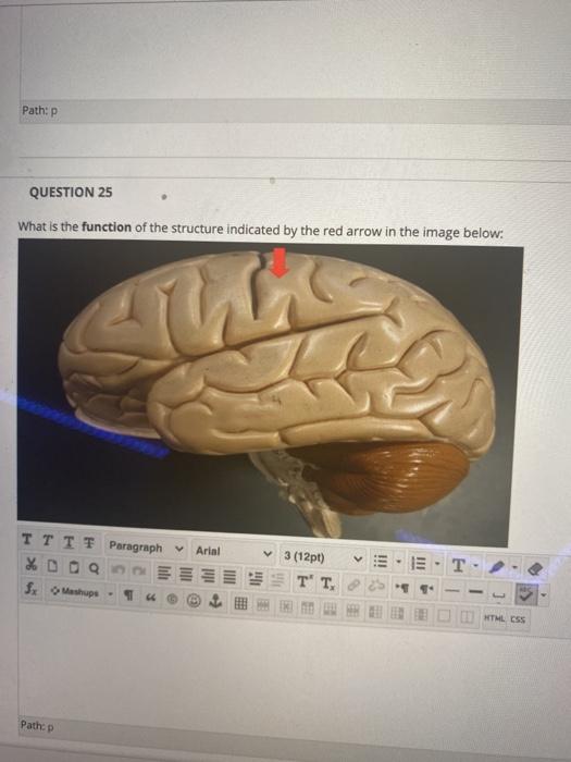 Solved QUESTION 22 What is the function of the structure | Chegg.com