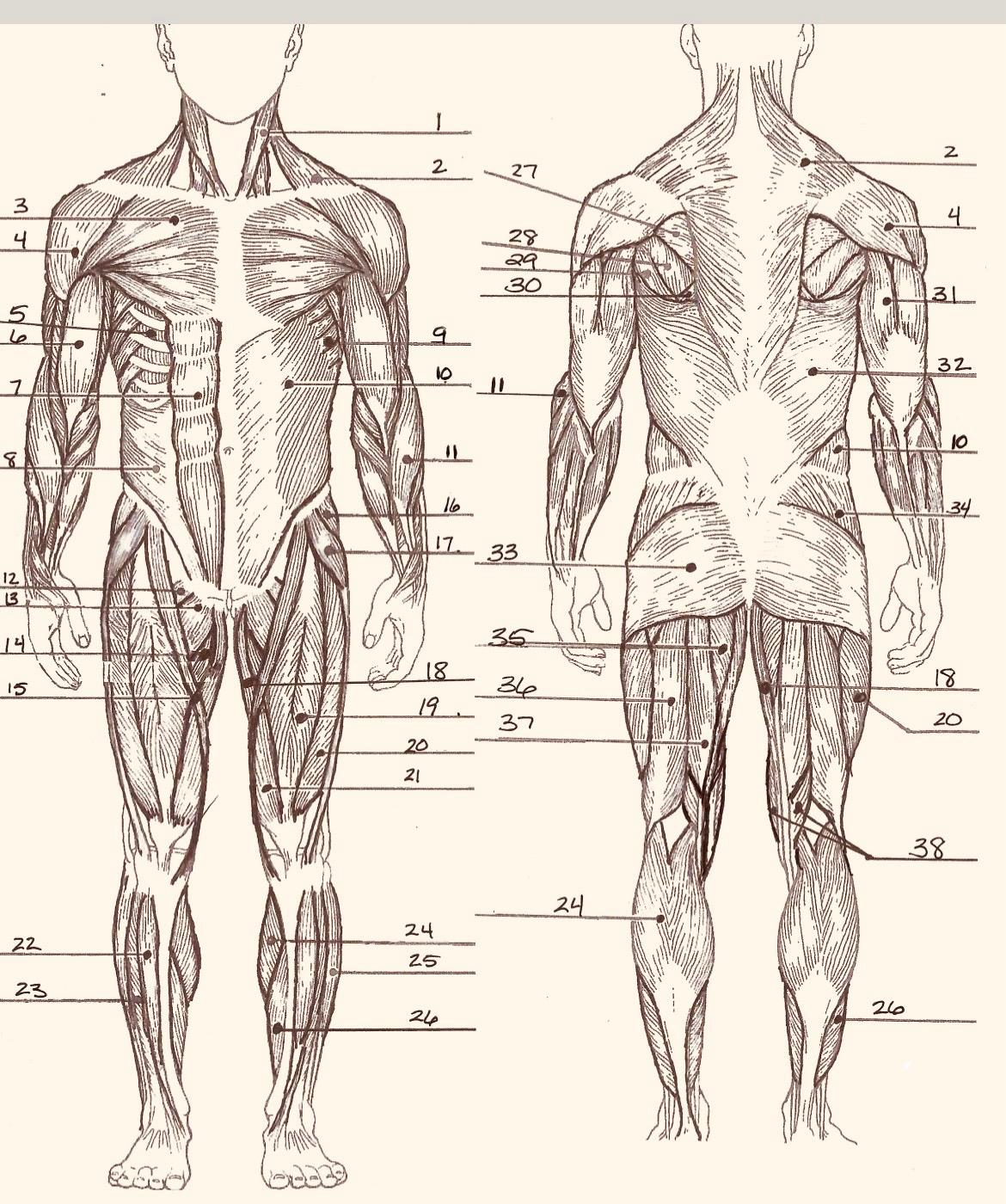 Name the muscles in diagram. | Chegg.com