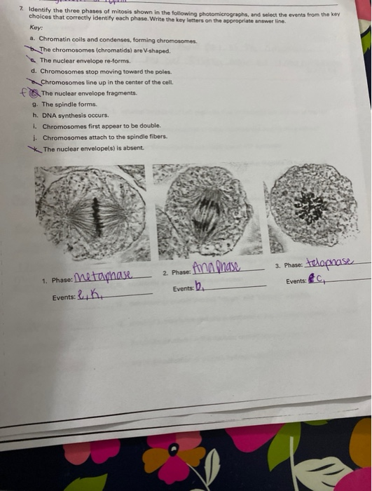 Solved 7 Identify The Three Phases Of Mitosis Shown In The Chegg
