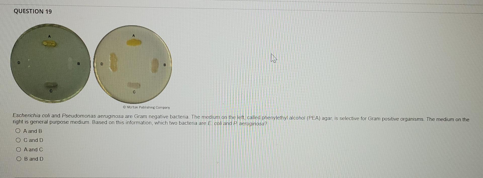 Solved QUESTION 19 с Morton Publishing Company Escherichia | Chegg.com
