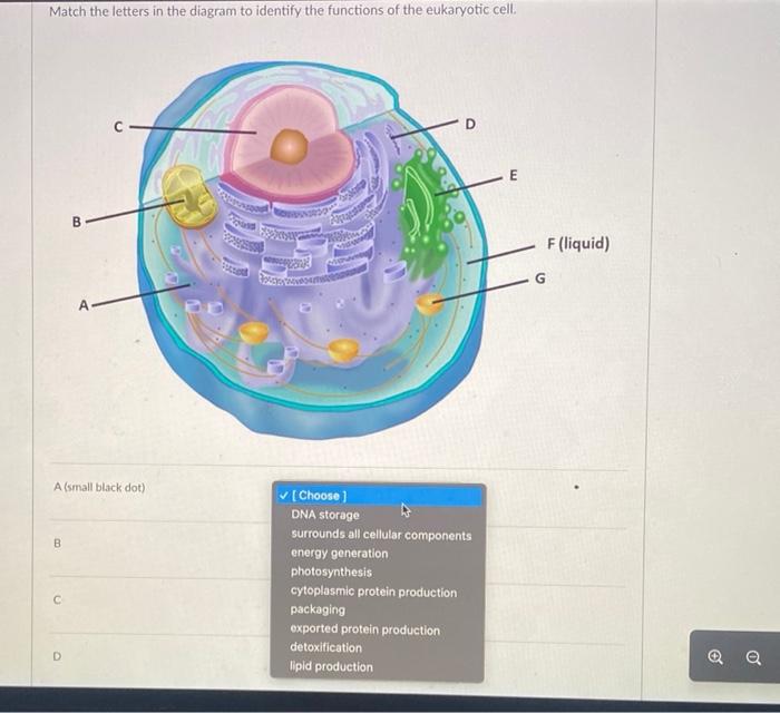 Solved match the letters in the diagram to identify the | Chegg.com