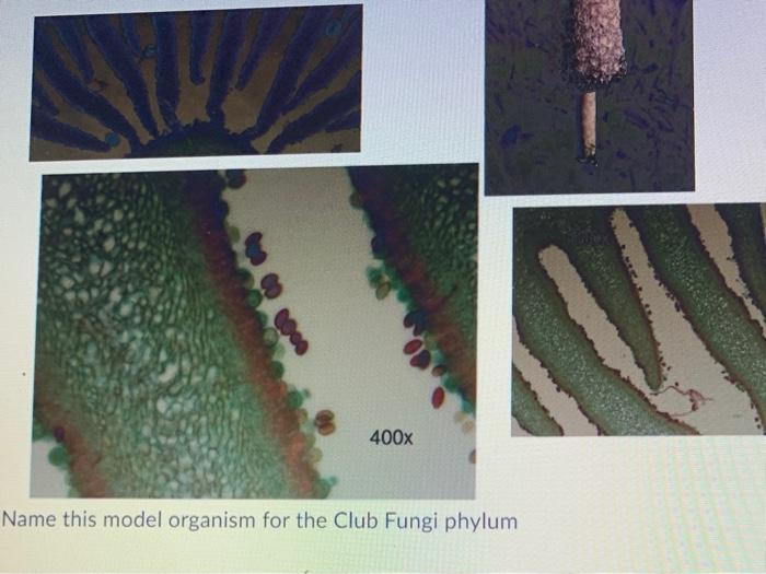 club fungi microscope