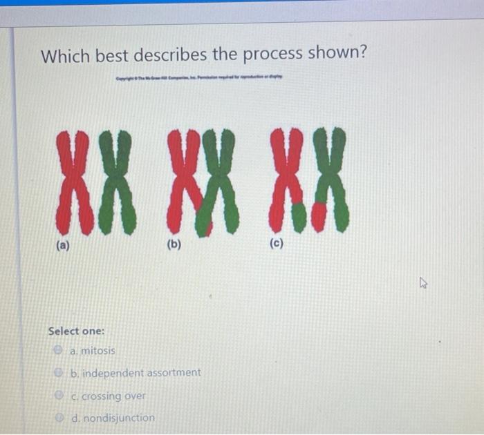 solved-which-best-describes-the-process-shown-xx-xxxx-a-chegg