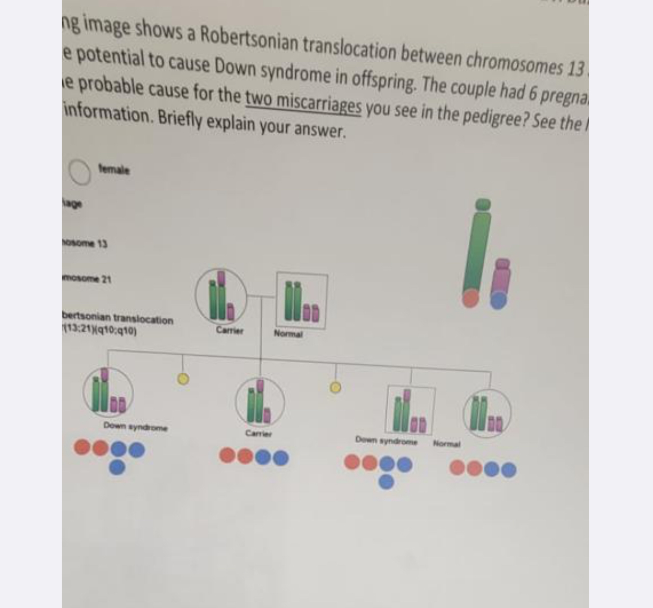 Solved ng image shows a Robertsonian translocation between | Chegg.com
