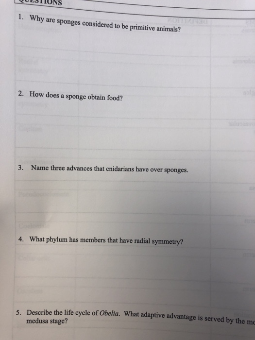 Solved QUESTIONS 1. Why are sponges considered to be