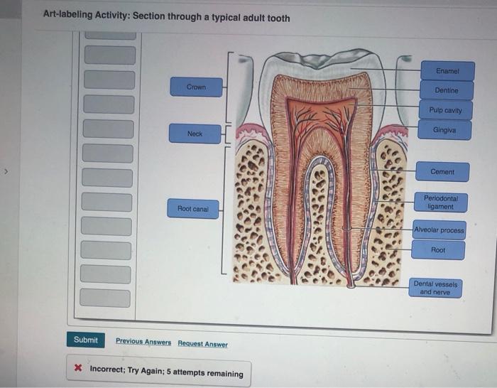 Solved Artlabeling Activity Section through a typical