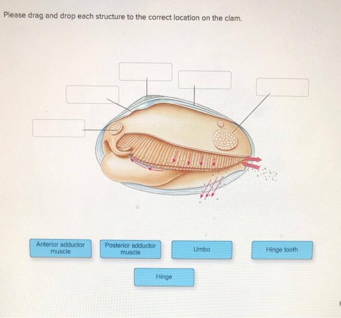 Solved Please drag and drop each structure to the correct