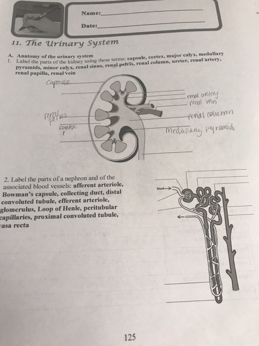 Solved Name: Date: 11. The Urinary System A. Anatomy of the | Chegg.com