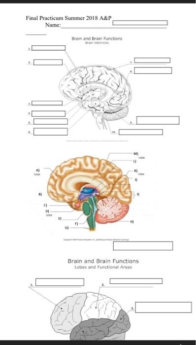 brain and brain functions worksheet answers