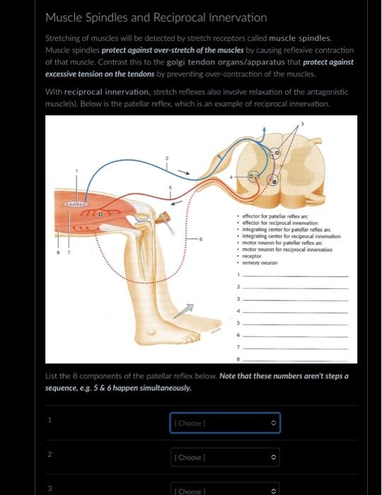 Solved Muscle Spindles and Reciprocal Innervation Stretching | Chegg.com