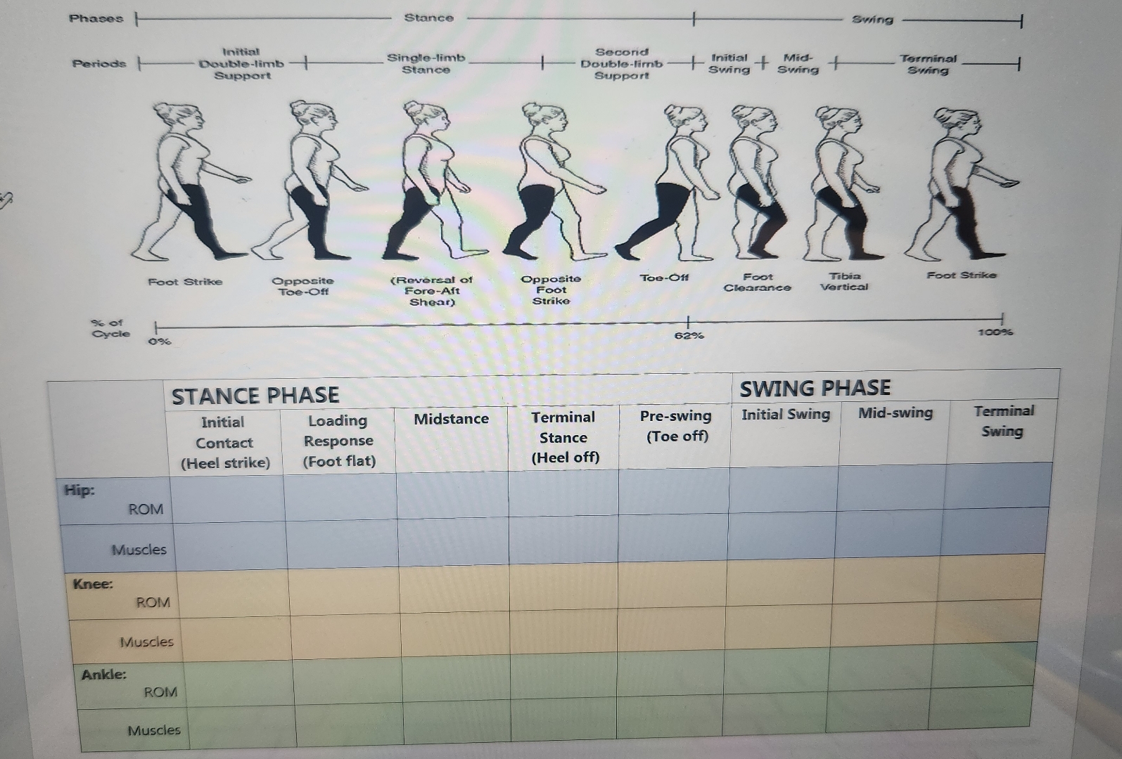Solved \table[[STANCE PHASE,SWING PHASE],[Terminal Stance | Chegg.com
