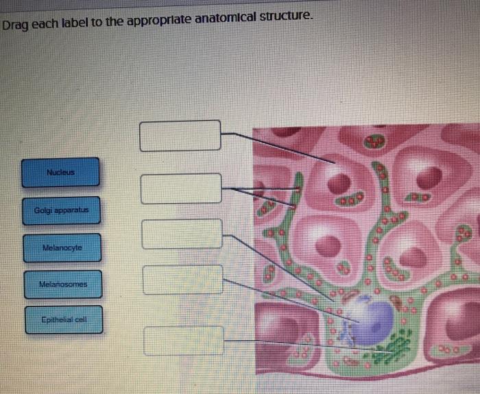 Solved Drag Each Label To The Appropriate Anatomical 