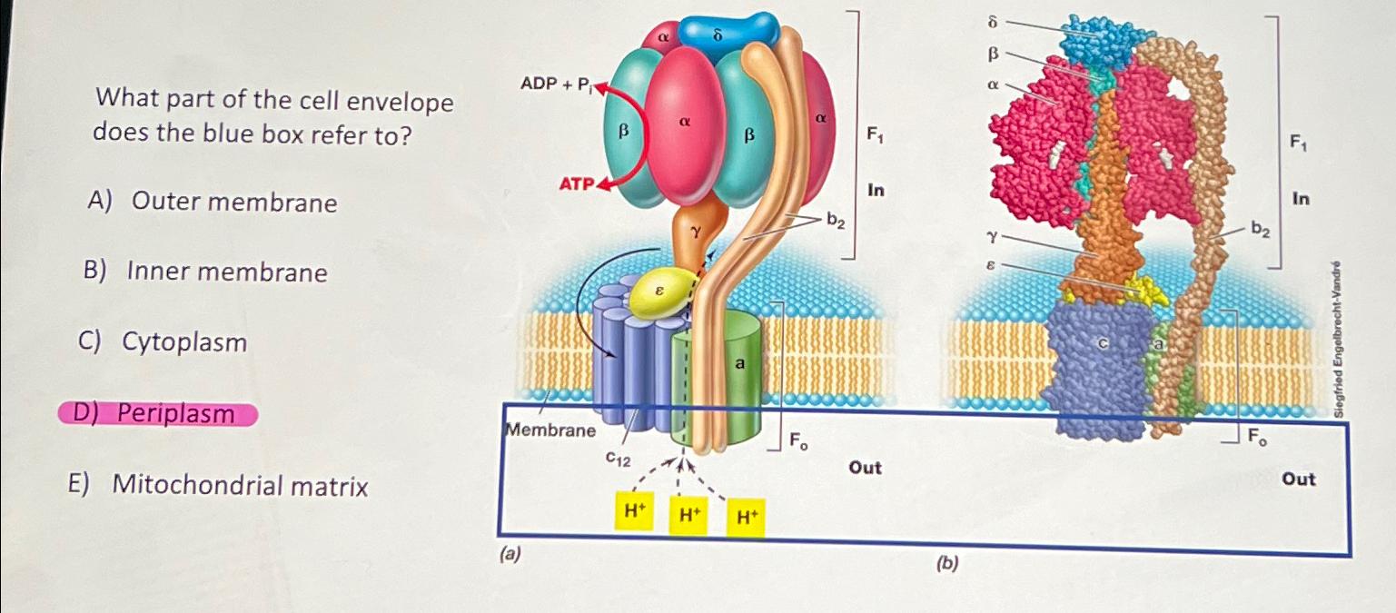 Solved What part of the cell envelope does the blue box | Chegg.com
