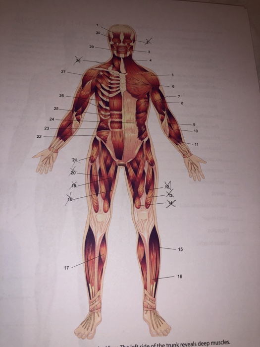 Solved Shape Some Muscles Are Named According To Their Chegg Com