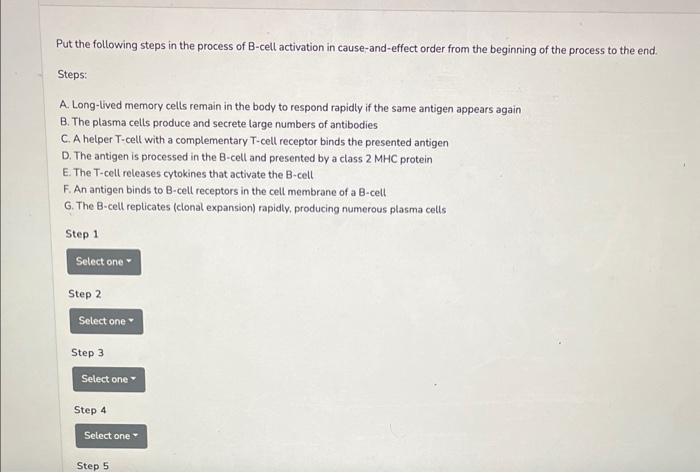 Solved Put The Following Steps In The Process Of B-cell | Chegg.com