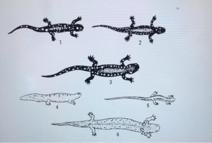 Solved 2 5 6 Salamander Evolution Lab Using the | Chegg.com