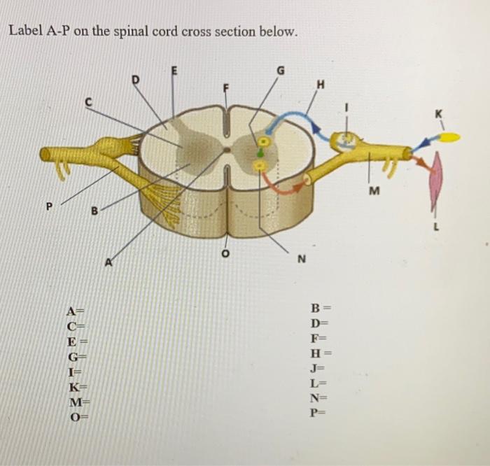 spinal cord cross section diagram unlabeled