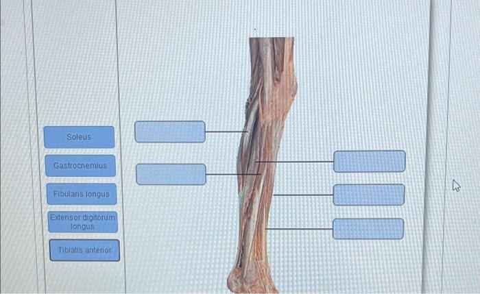 Soleus Il Gastrocnemius w Fibulans longus lul Extensor digitorum longus Tibialis anterior