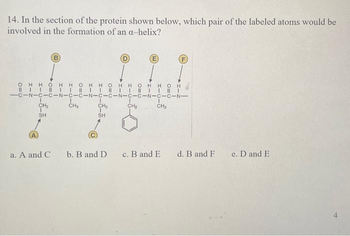 Solved 14. In the section of the protein shown below, which | Chegg.com